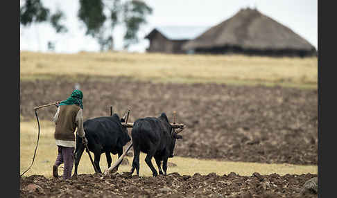 Zebu (Bos primigenius indicus)