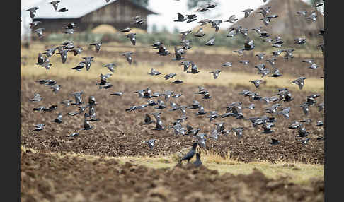 Weißringtaube (Columba albitorques)