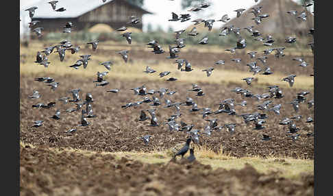 Weißringtaube (Columba albitorques)