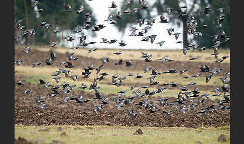 Weißringtaube (Columba albitorques)