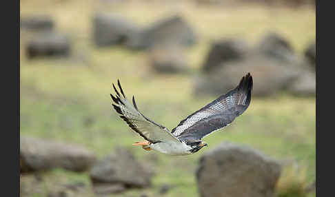 Augurbussard (Buteo augur)