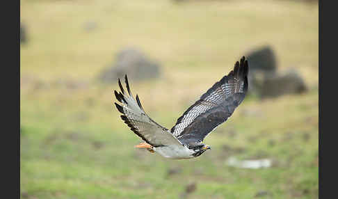 Augurbussard (Buteo augur)