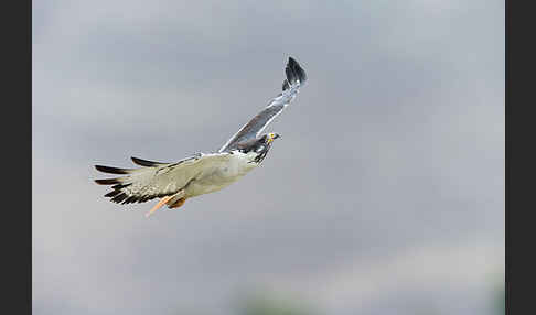 Augurbussard (Buteo augur)