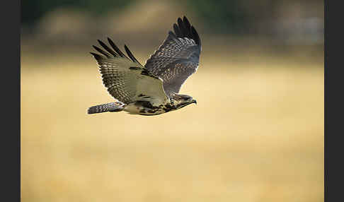 Augurbussard (Buteo augur)