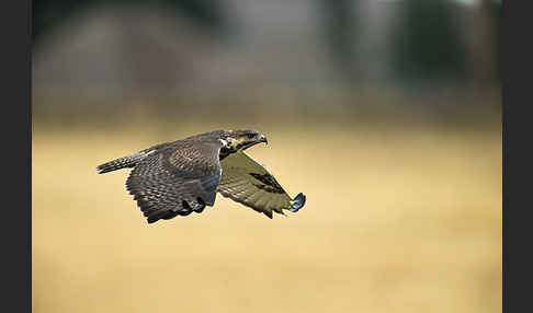 Augurbussard (Buteo augur)