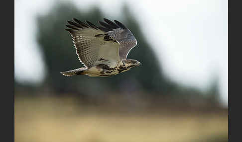 Augurbussard (Buteo augur)