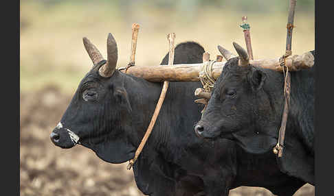 Zebu (Bos primigenius indicus)