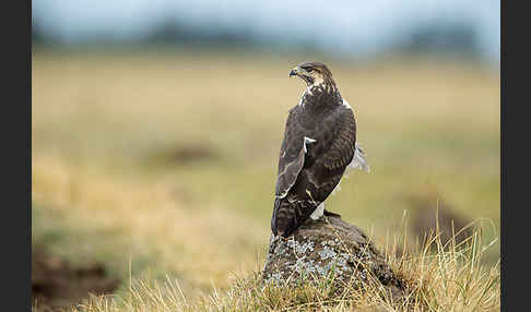 Augurbussard (Buteo augur)