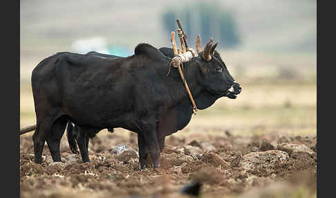 Zebu (Bos primigenius indicus)