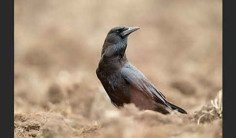 Kapkrähe (Corvus capensis)