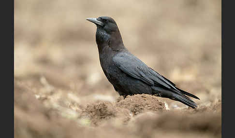 Kapkrähe (Corvus capensis)