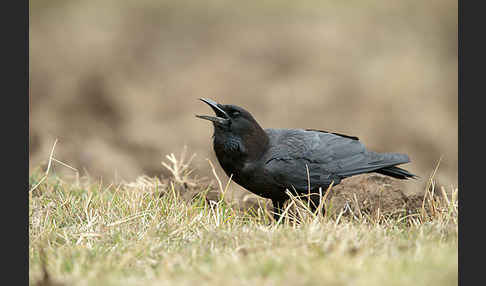 Kapkrähe (Corvus capensis)