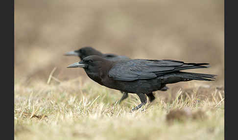 Kapkrähe (Corvus capensis)