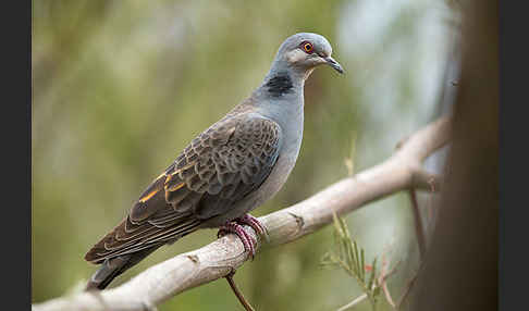 Trauerturteltaube (Streptopelia lugens)