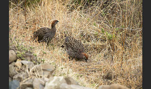 Erckelfrankolin (Pternistis erckelii)