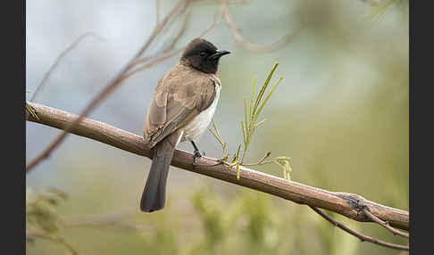 Graubülbül (Pycnonotus barbatus spurius)