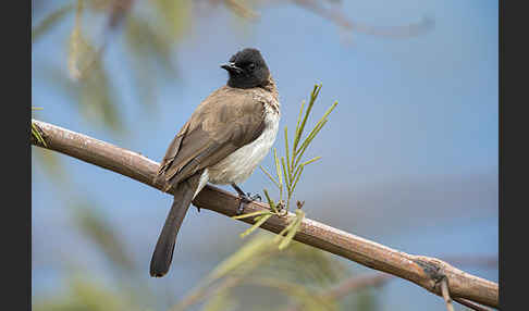 Graubülbül (Pycnonotus barbatus spurius)