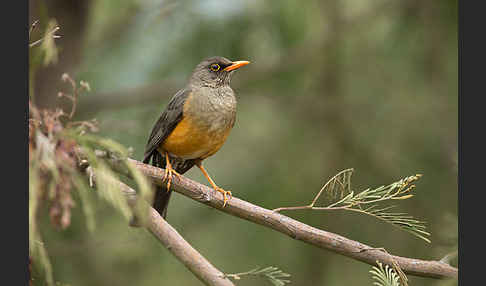 Gmelindrossel (Turdus abyssinicus)