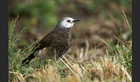 Weißbürzeldrossling (Turdoides leucopygia)