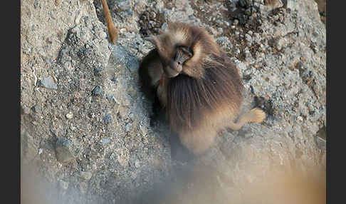 Blutbrustpavian (Theropithecus gelada)