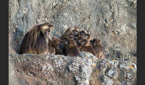 Blutbrustpavian (Theropithecus gelada)