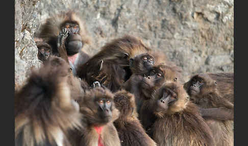 Blutbrustpavian (Theropithecus gelada)