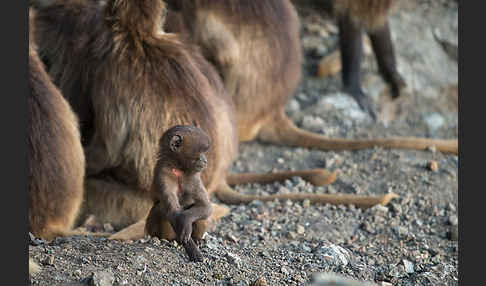 Blutbrustpavian (Theropithecus gelada)