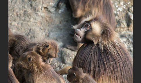 Blutbrustpavian (Theropithecus gelada)