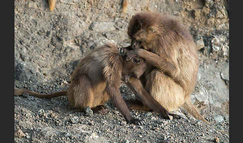 Blutbrustpavian (Theropithecus gelada)