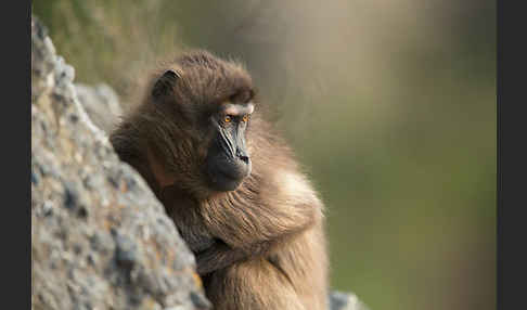 Blutbrustpavian (Theropithecus gelada)