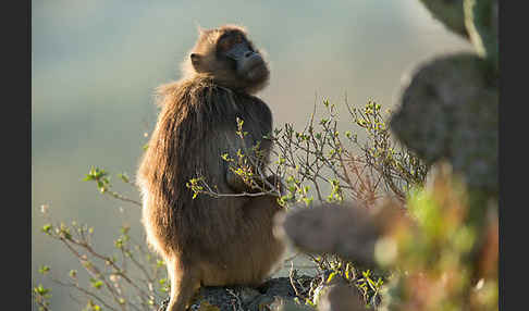 Blutbrustpavian (Theropithecus gelada)