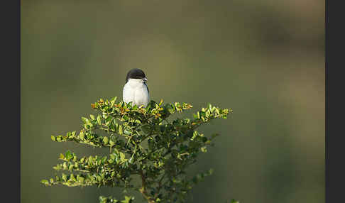 Fiscalwürger (Lanius collaris)