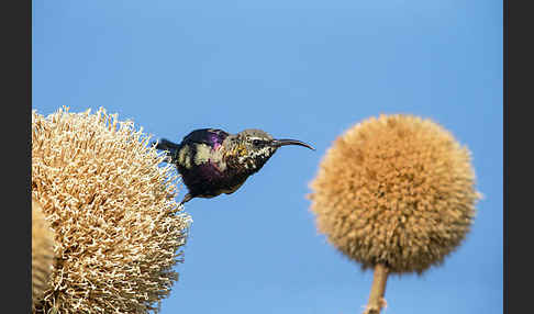 Takazzenektarvogel (Nectarinia tacazze)