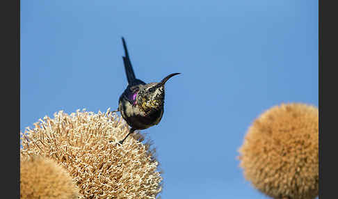 Takazzenektarvogel (Nectarinia tacazze)