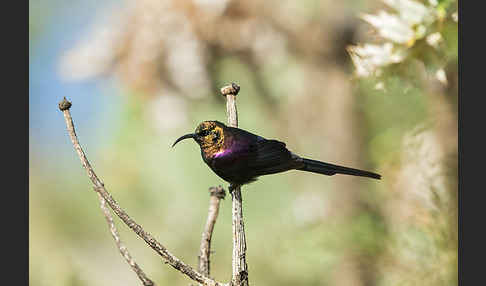 Takazzenektarvogel (Nectarinia tacazze)