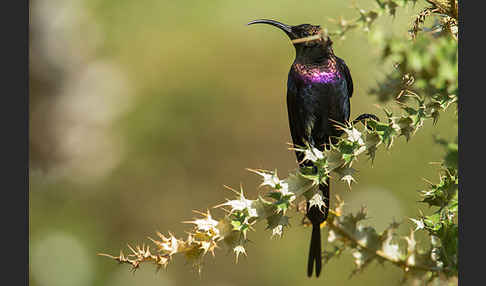 Takazzenektarvogel (Nectarinia tacazze)