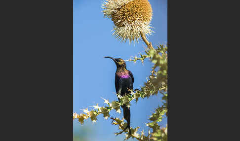 Takazzenektarvogel (Nectarinia tacazze)