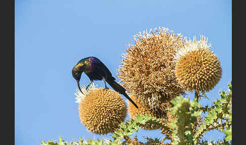 Takazzenektarvogel (Nectarinia tacazze)