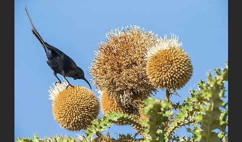 Takazzenektarvogel (Nectarinia tacazze)