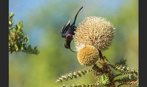 Takazzenektarvogel (Nectarinia tacazze)