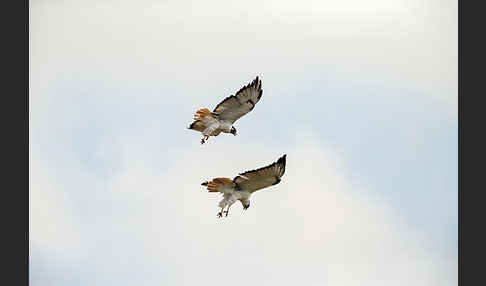 Augurbussard (Buteo augur)