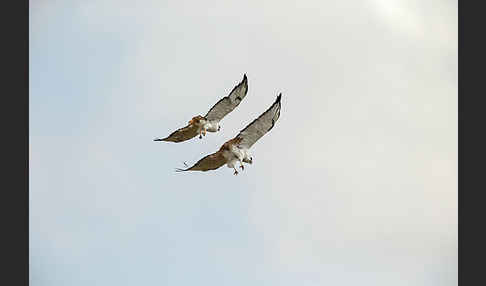 Augurbussard (Buteo augur)