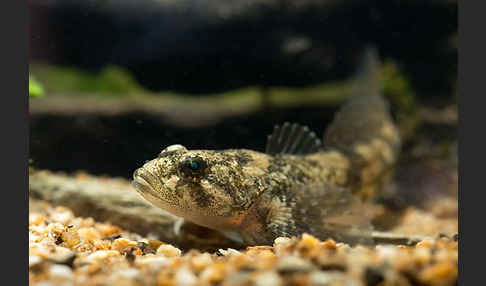 Westgroppe (Cottus gobio)