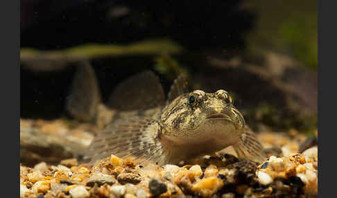 Westgroppe (Cottus gobio)