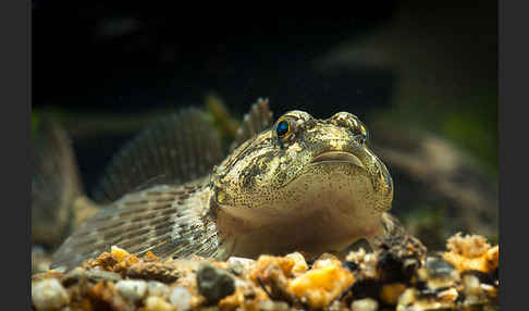 Westgroppe (Cottus gobio)