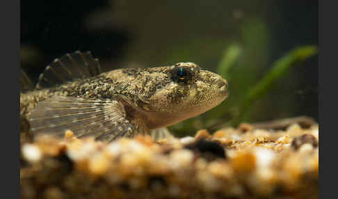 Westgroppe (Cottus gobio)