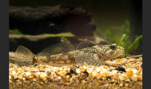 Westgroppe (Cottus gobio)