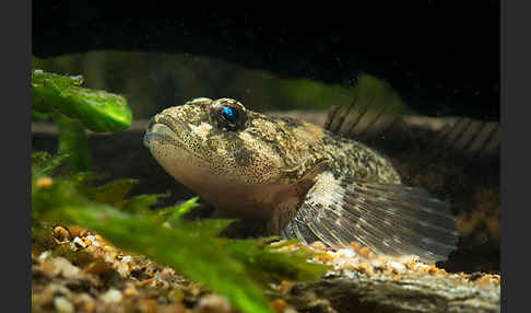 Westgroppe (Cottus gobio)