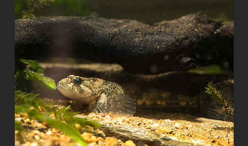 Westgroppe (Cottus gobio)