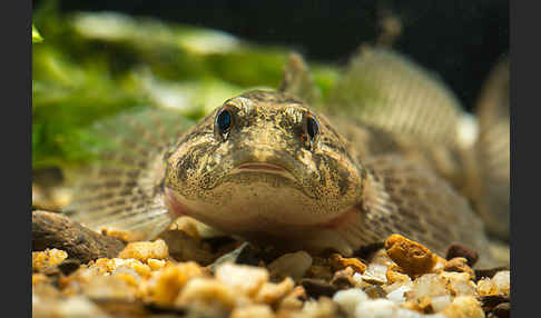 Westgroppe (Cottus gobio)